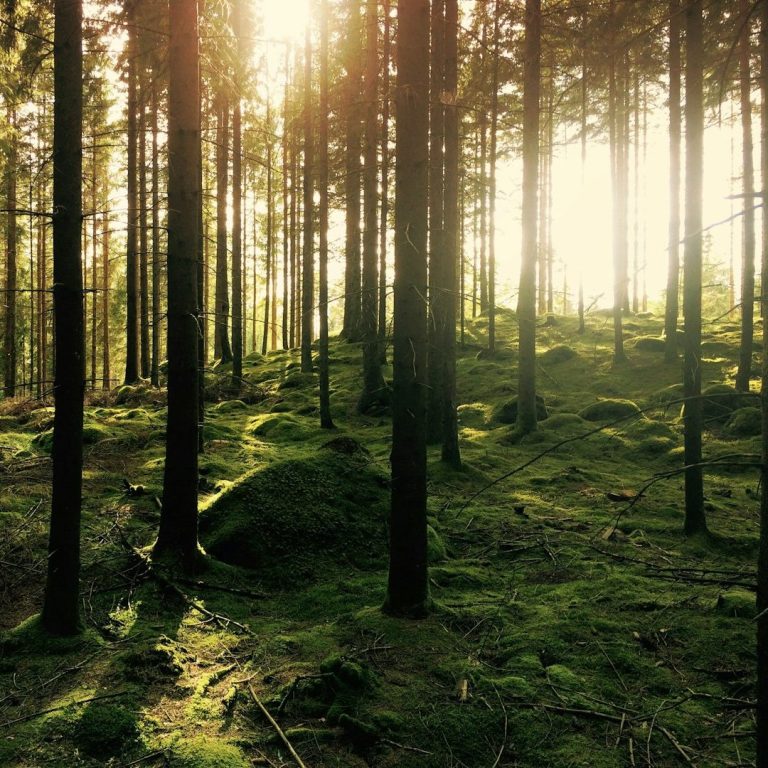 Sonnenlicht strömt durch einen grünen Wald mit moosbedecktem Boden.