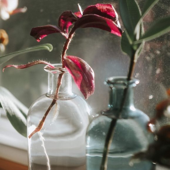 Frisch Pflanzen Zwei Glasflaschen mit bunten Pflanzenablegern vor einem Fenster.